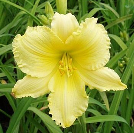 Лилейник гибридный 'Биг Тайм Хеппи'