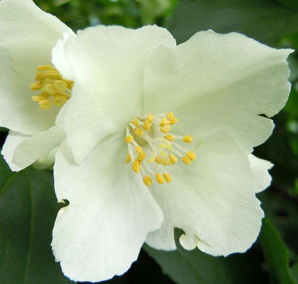 Чубушник 'Лемуана'