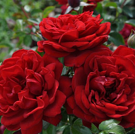 Роза 'Югендлибе' (флорибунда) (красная)