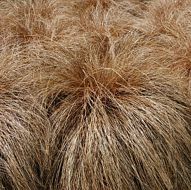 Осока власовидная 'Зора'