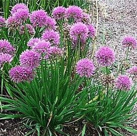 Лук афлатунский (анзур) 'Маунт Эверест'