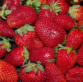 Земляника (клубника) 'Фестивальная ромашка'