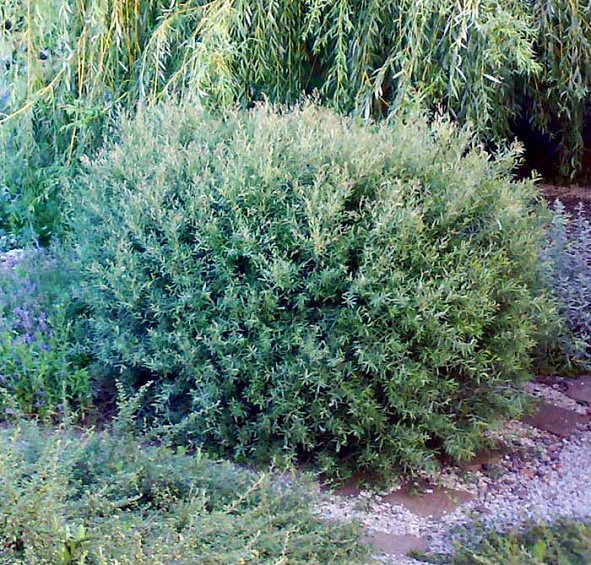 Ива пурпурная (грацилис) 'Нана'