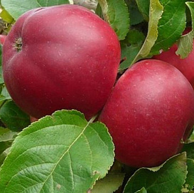 Яблоня домашняя 'Веньяминовское'