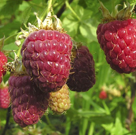 Малиново поляничный гибрид