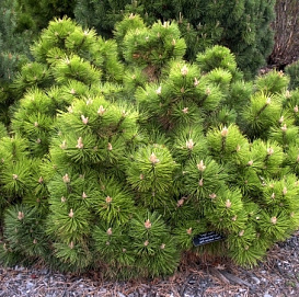 Сосна черная 'Хорнибрукиана'