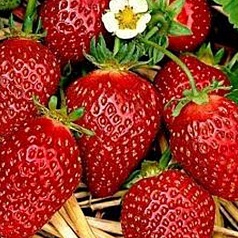 Земляника (клубника) 'Корона'