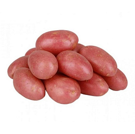 Картофель семенной ФАВОРИТ (суперэлита) 