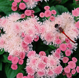 Семена Агератум