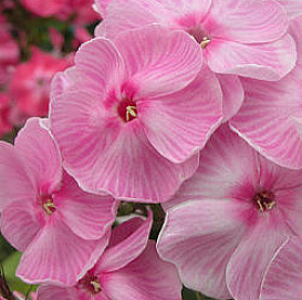 Флокс метельчатый 'Катя'