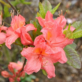 Рододендрон желтый (азалия) 'Пинк Делайт' (розовый)