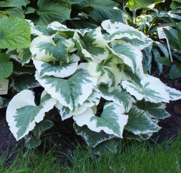 Бруннера крупнолистная 'Вариегата'