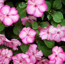 Бальзамин Уоллера 'Баланс Роуз Пикоти' (светло - розовый с каймой)