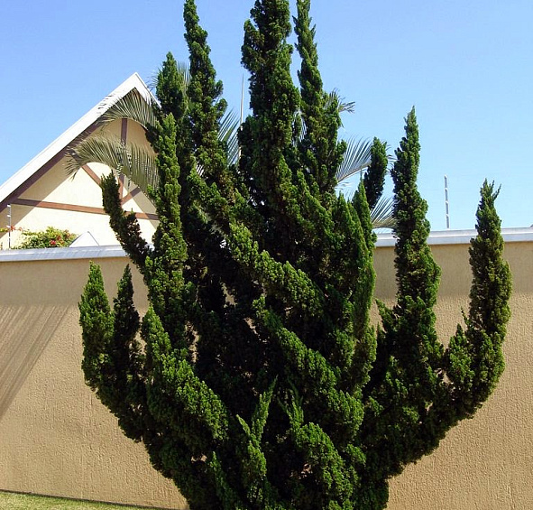 Можжевельник китайский 'Кайзука'