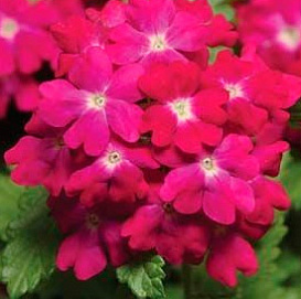 Вербена гибридная компактная 'Кварц Кармин Роуз' (розовая с глазком)