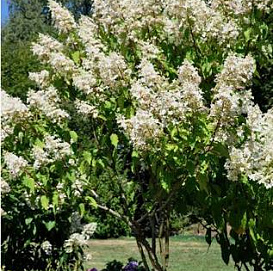 Гортензия метельчатая 'Биг Бен'