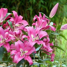 Лилия 'Робина' (розовая)