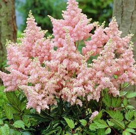 Астильба Арендса 'Сестра Тереза' (кремово - розовый)