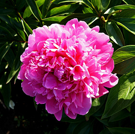 Пион молочноцветковый 'Прери Принцесс'