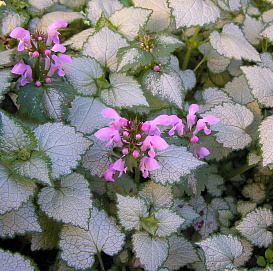 Яснотка пятнистая 'Пинк Пьютер'