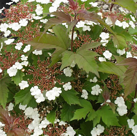 Калина Саржента 'Онондага'