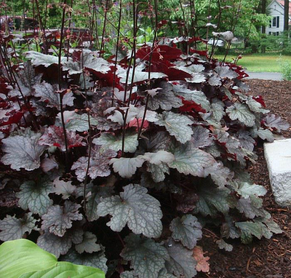 Плюм Пудинг