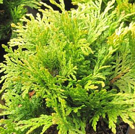 Туя складчатая 'Сан-Беам'