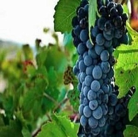 Виноград 'Дик'