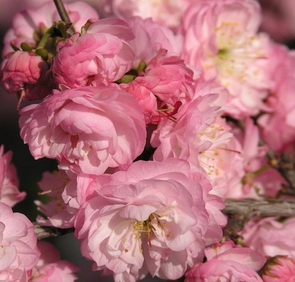 Вишня железистая 'Розеа Плена'