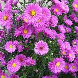 Астра кустовая (сиреневая)