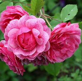 Роза 'Морден Руби' (парковая) (розовая)