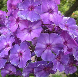 Флокс метельчатый 'Андре'