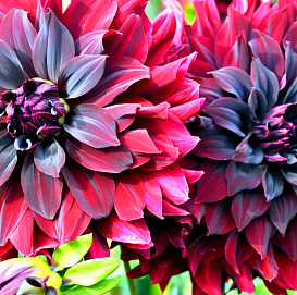 Семена Георгина 