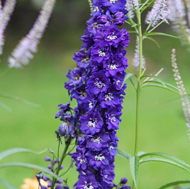 Дельфиниум (живокость) 'Пацифик Джиант'
