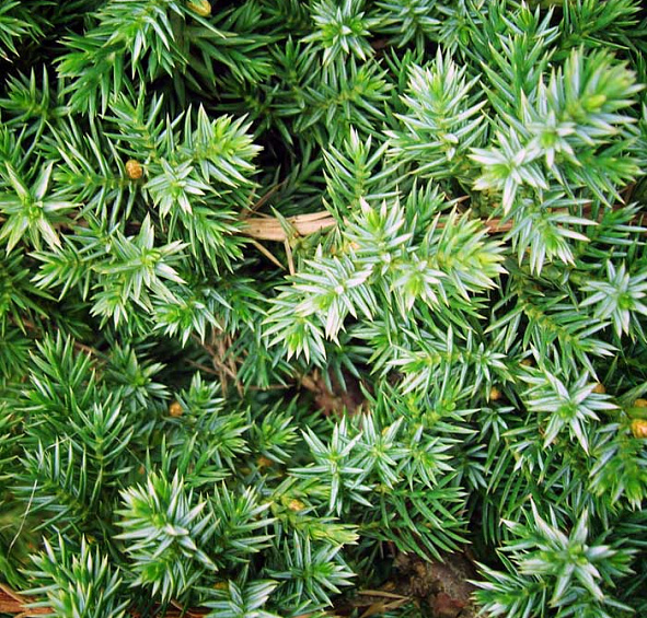 Можжевельник китайский 'Блу Альпс'