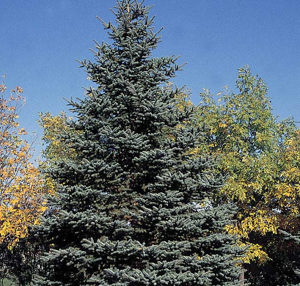 Ель колючая