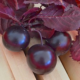 Слива колоновидная 'Пурпурная'