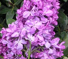 Сирень обыкновенная '50- лет Октября' (фиолетовая)