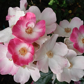 Роза 'Раш' (шраб) (розово - белая)