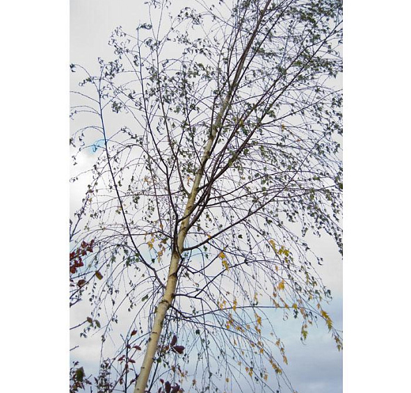 Береза повислая 'Лациниата'