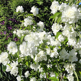 Чубушник махровый сортовой