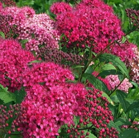 Спирея японская 'Суперстар'