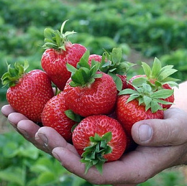 Земляника (клубника) 'Русский размер'