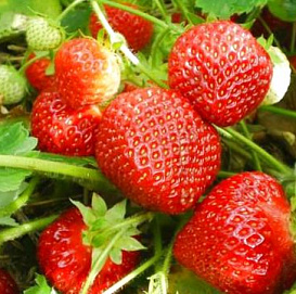 Земляника (клубника) 'Холидей'