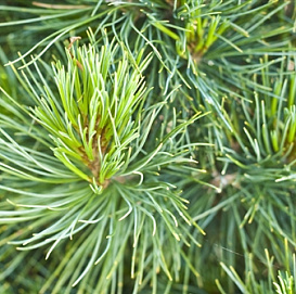 Сосна кедровая европейская 'Блу Маунд'