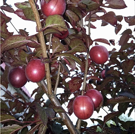 Персик 'Бургунди'