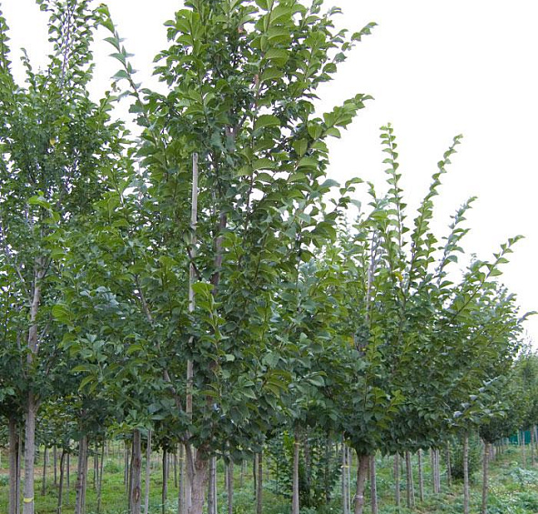 Вяз Давида (восточный, японский) 'Додоенс'