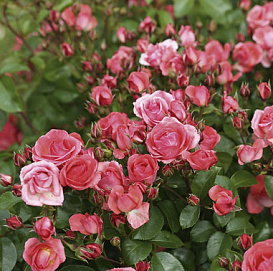 Роза Роза 'Личтблик' (почвопокровная) (лососево-розовая)