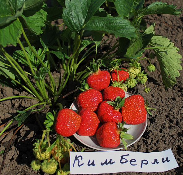 Земляника (клубника) 'Кимберли'