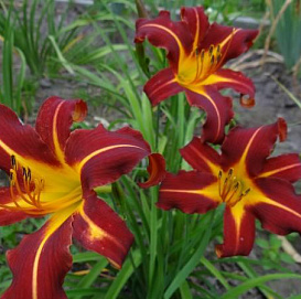 Лилейник гибридный 'Отум Рэд'